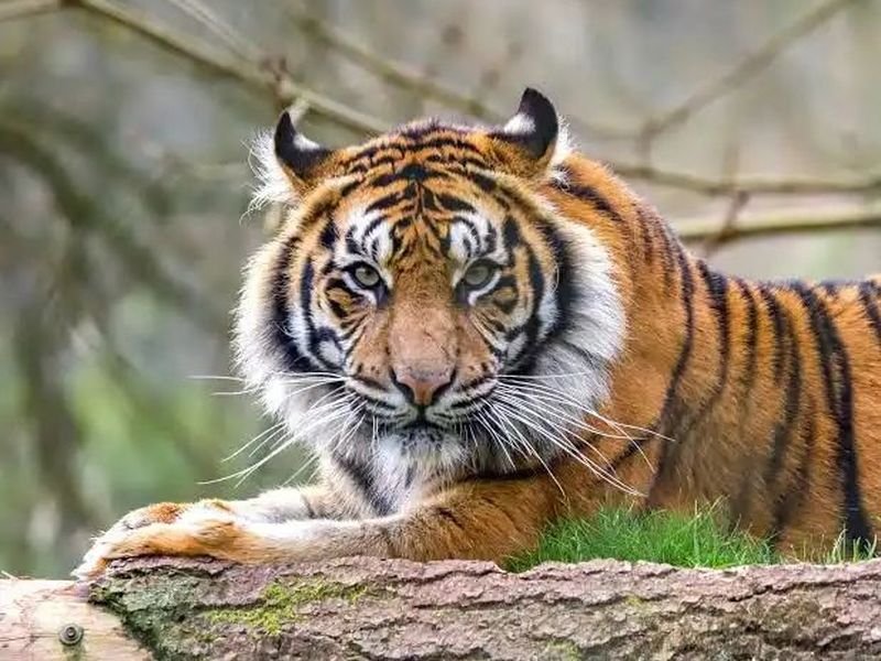 tiger photo clicked while trekking